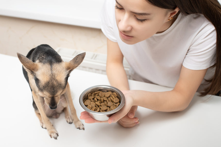 O que fazer se meu pet se recusar a comer?