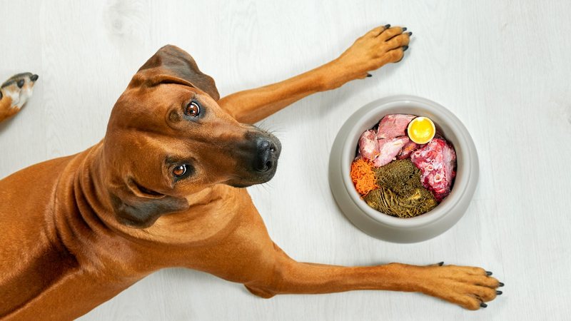 Posso dar alimentos humanos para meu pet? Quais são seguros e quais são perigosos?