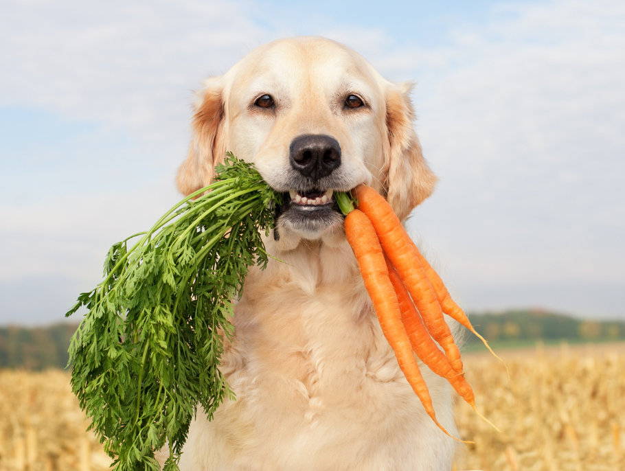 Descubra os benefícios da Alimentação Natural para Cães