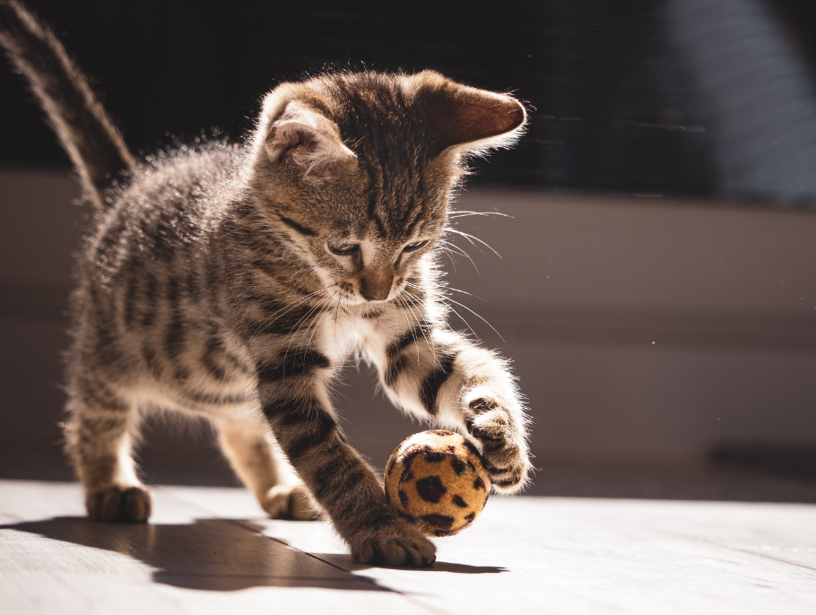 Por que meu gatinho precisa tanto de brinquedos?