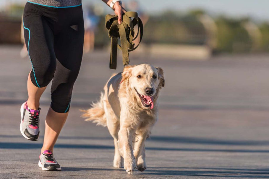 Qual é a quantidade de exercício que um pet precisa diariamente?