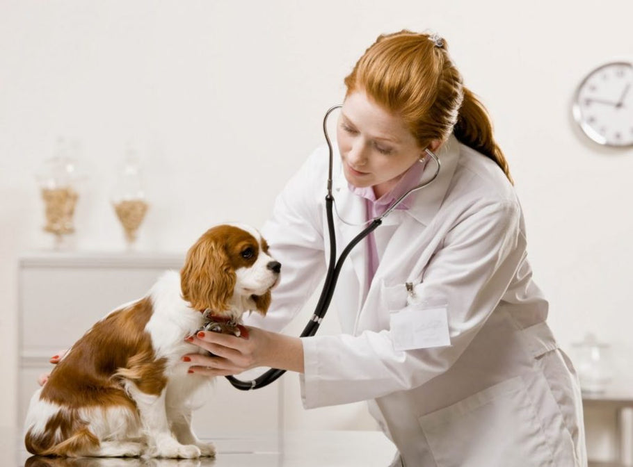 Qual é a frequência ideal de visitas ao veterinário?