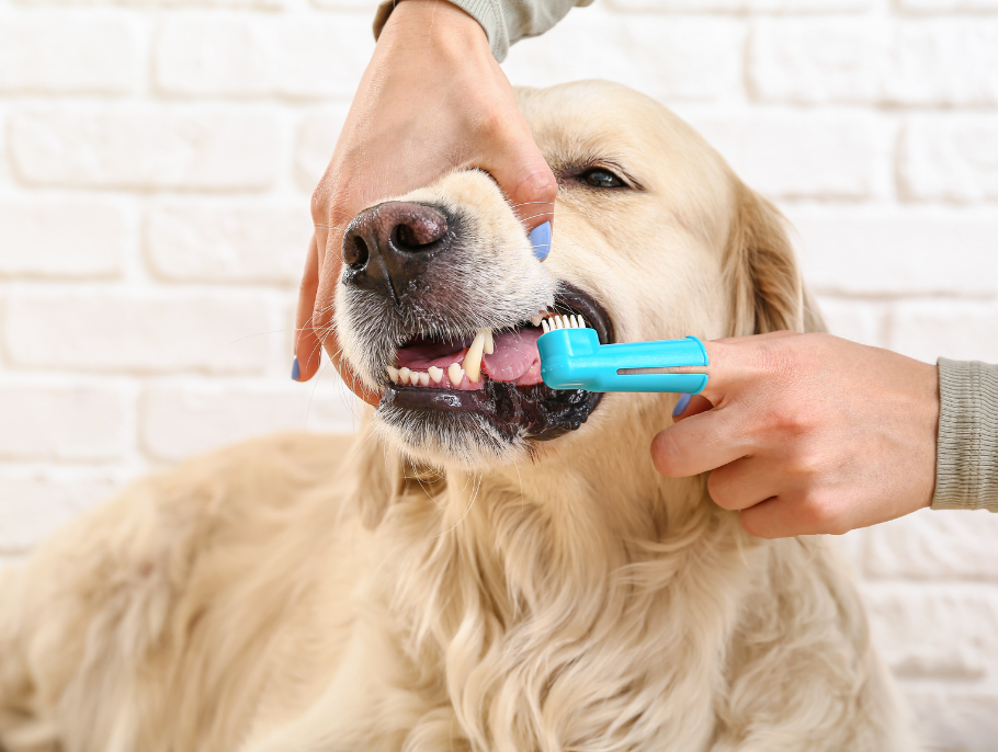 Cuidados Essenciais com a Higiene Bucal de Cães e Gatos