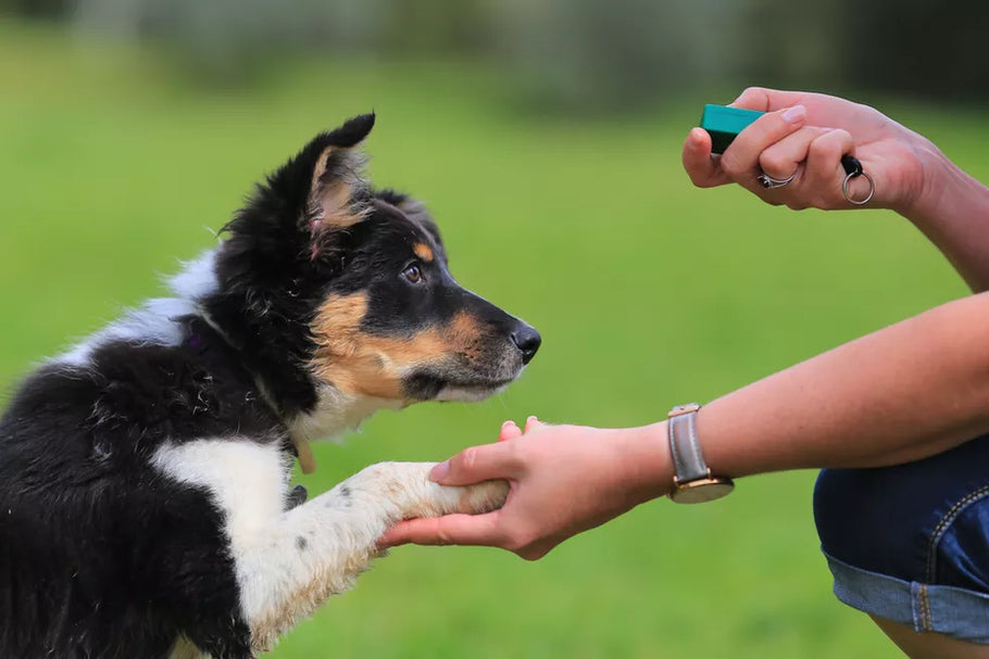 Como posso treinar meu pet para obedecer a comandos básicos?