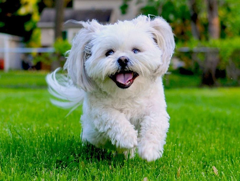 Desvendando as origens do Shih Tzu