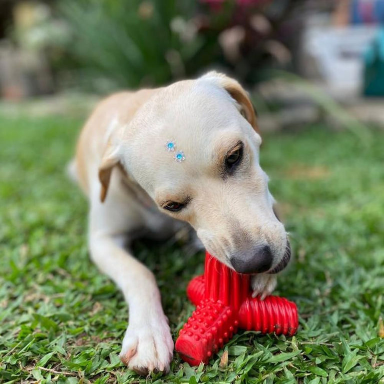 Brinquedo para Cães 4Dogs Nylon Azul Pet Games